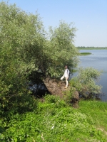 Озеро Мячино со стороны старинной новгородской дороги в окружении древних ив